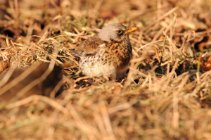<i>Turdus pilaris</i>  © Ludovic Jouve
