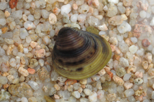 <i>Corbicula fluminea</i>  © Bernard Frochot
