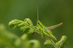 <i>Euthystira brachyptera</i>  © Olivier Bardet