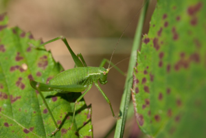 <i>Leptophyes punctatissima</i>  © Olivier Bardet