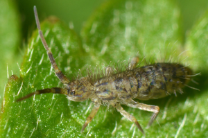 <i>Orchesella villosa</i>  © Christophe Quintin