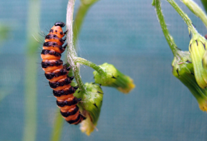 <i>Tyria jacobaeae</i>  © Christophe Quintin