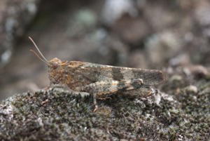<i>Oedipoda germanica</i>  © Olivier Bardet