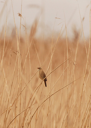 <i>Acrocephalus schoenobaenus</i>  © Ludovic Jouve