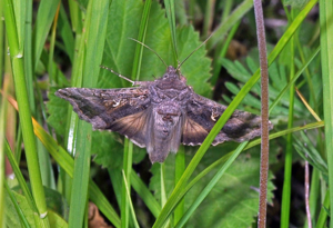 <i>Autographa gamma</i>  © Christophe Quintin