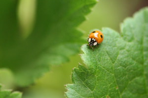 <i>Adalia bipunctata</i>  © Benoit Martha