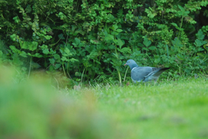 <i>Columba palumbus</i>  © Ludovic Jouve