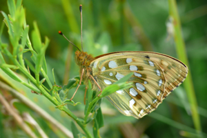 <i>Speyeria aglaja</i>  © Alexandre Ruffoni