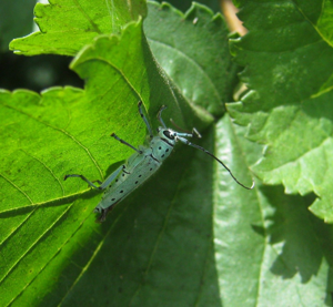 <i>Saperda punctata</i>  © Axel Dehalleux
