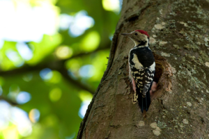 <i>Dendrocopos medius</i>  © David Cousson