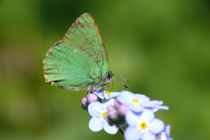 <i>Callophrys rubi</i>  © Alexandre Ruffoni