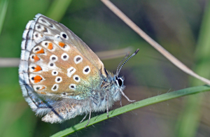 <i>Lysandra bellargus</i>  © Christophe Quintin