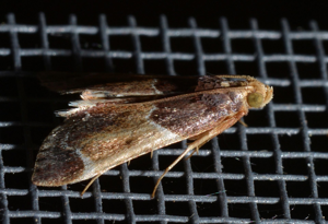 <i>Pyralis farinalis</i>  © Christophe Quintin
