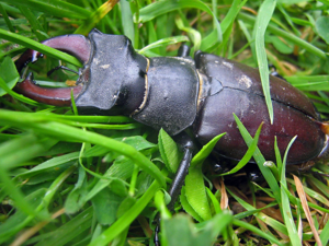 <i>Lucanus cervus</i>  © Christophe Quintin
