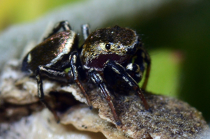 <i>Heliophanus tribulosus</i>  © Christophe Quintin