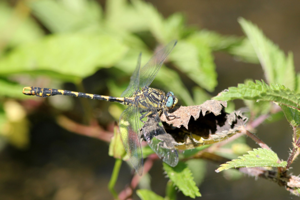 <i>Onychogomphus uncatus</i>  © Alexandre Ruffoni