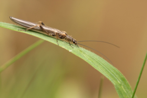 <i>Leuctra major</i>  © Alexandre Ruffoni
