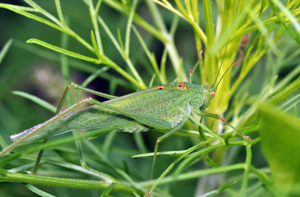 <i>Phaneroptera falcata</i>  © Christophe Quintin