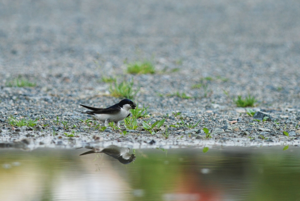 <i>Delichon urbicum</i>  © Ludovic Jouve