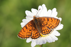 <i>Melitaea parthenoides</i>  © Alexandre Ruffoni