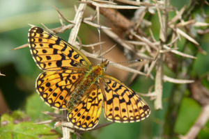 <i>Boloria selene</i>  © Alexandre Ruffoni