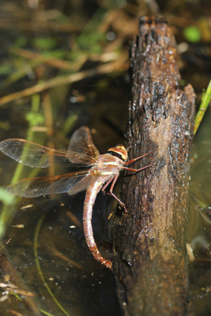<i>Aeshna grandis</i>  © Alexandre Ruffoni