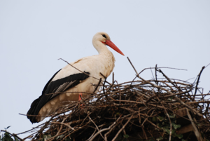 <i>Ciconia ciconia</i>  © Ludovic Jouve