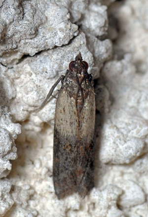 <i>Plodia interpunctella</i>  © Christophe Quintin