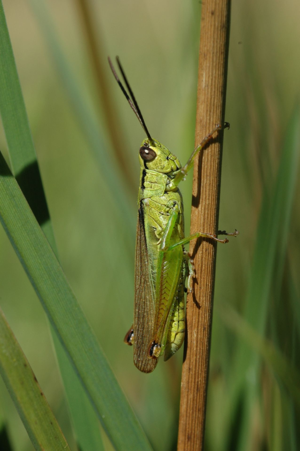 <i>Mecostethus parapleurus</i>  © Olivier Bardet