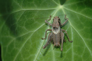 <i>Pholidoptera griseoaptera</i>  © Olivier Bardet