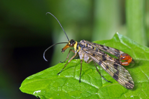 <i>Panorpa vulgaris</i>  © Christophe Quintin