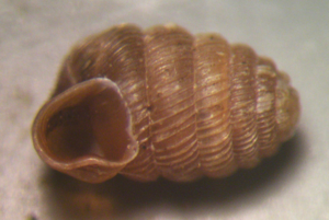 <i>Pagodulina pagodula</i>  © Jean Béguinot