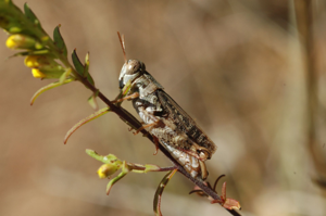 <i>Calliptamus barbarus</i>  © Olivier Bardet