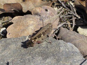 <i>Aiolopus strepens</i>  © Alain Vacher