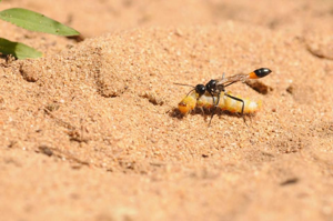 <i>Ammophila sabulosa</i>  © Ludovic Jouve