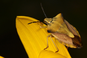 <i>Carpocoris fuscispinus</i>  © Christophe Quintin