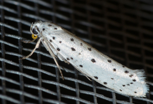 <i>Yponomeuta cagnagella</i>  © Christophe Quintin