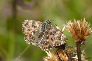 <i>Carcharodus alceae</i>  © Alexandre Ruffoni