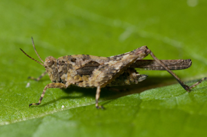 <i>Tetrix ceperoi</i>  © Olivier Bardet