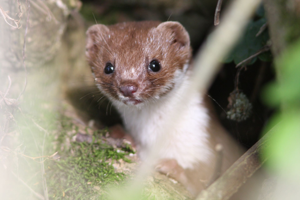<i>Mustela nivalis</i>  © Georges Bédrines