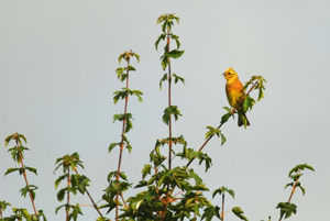 <i>Emberiza citrinella</i>  © Ludovic Jouve