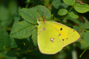 <i>Colias crocea</i>  © Alexandre Ruffoni