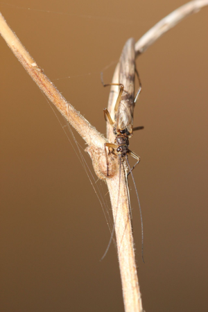 <i>Brachyptera risi</i>  © Alexandre Ruffoni