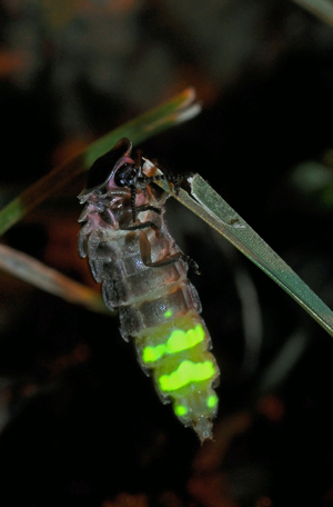 <i>Lampyris noctiluca</i>  © Christophe Quintin