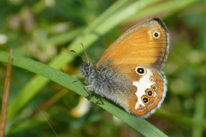 <i>Coenonympha arcania</i>  © Alexandre Ruffoni