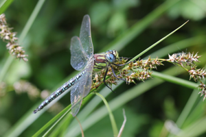 <i>Brachytron pratense</i>  © Alexandre Ruffoni