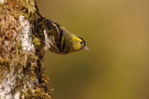 <i>Spinus spinus</i>  © Ludovic Jouve