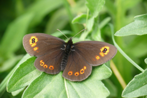 <i>Erebia medusa</i>  © Alexandre Ruffoni