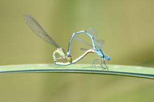 <i>Erythromma lindenii</i>  © Alexandre Ruffoni