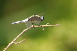 <i>Libellula fulva</i>  © Ludovic Jouve